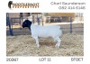 1X DORPER RAM STUD Nooitgedacht Dorperstoet - 2