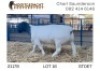 1X DORPER RAM T5 Nooitgedacht Dorperstoet - 2