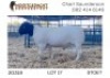 1X DORPER RAM STUD Nooitgedacht Dorperstoet - 3