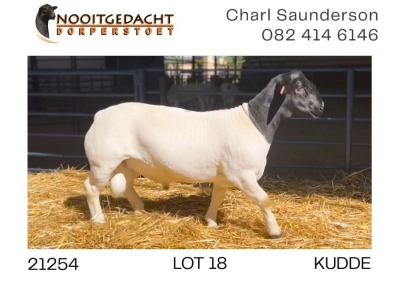 1X DORPER RAM FLOCK Nooitgedacht Dorperstoet