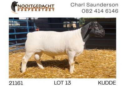 1X DORPER RAM FLOCK Nooitgedacht Dorperstoet