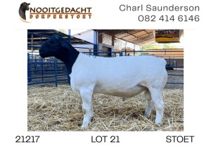 1X DORPER RAM T5 Nooitgedacht Dorperstoet