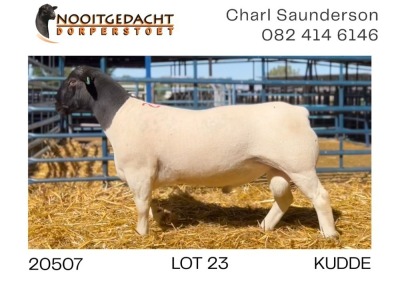 1X DORPER RAM FLOCK Nooitgedacht Dorperstoet