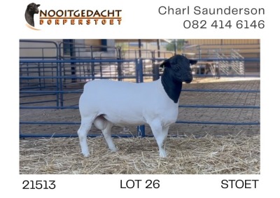 1X DORPER RAM STUD Nooitgedacht Dorperstoet