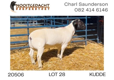 1X DORPER RAM FLOCK Nooitgedacht Dorperstoet