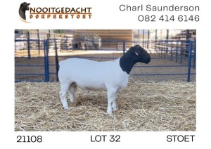 1X DORPER RAM STUD Nooitgedacht Dorperstoet