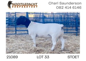 1X DORPER RAM STUD Nooitgedacht Dorperstoet