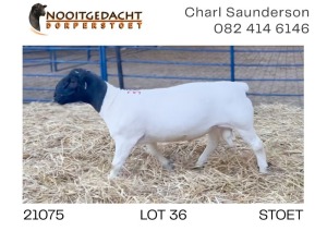 1X DORPER RAM STUD Nooitgedacht Dorperstoet