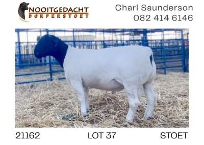 1X DORPER RAM STUD Nooitgedacht Dorperstoet