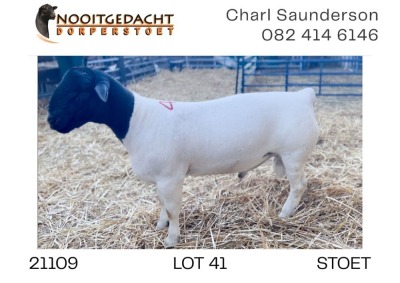 1X DORPER RAM STUD Nooitgedacht Dorperstoet