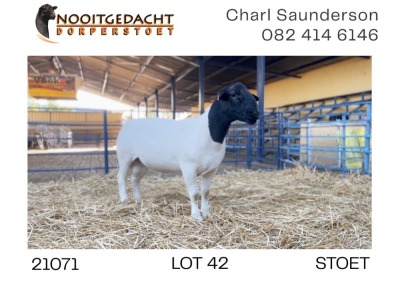 1X DORPER RAM STUD Nooitgedacht Dorperstoet