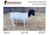 1X DORPER RAM STUD Nooitgedacht Dorperstoet - 2