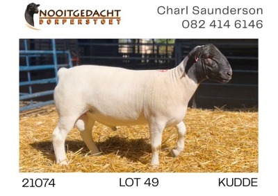 1X DORPER RAM FLOCK Nooitgedacht Dorperstoet