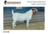 1X BOER GOAT RAM PS Nooitgedacht Dorperstoet