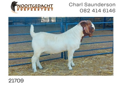 1X BOER GOAT RAM PS Nooitgedacht Dorperstoet