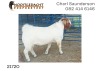 1X BOER GOAT RAM FLOCK Nooitgedacht Dorperstoet