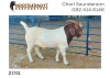 1X BOER GOAT RAM FLOCK Nooitgedacht Dorperstoet