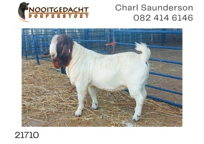 1X BOER GOAT RAM FLOCK Nooitgedacht Dorperstoet