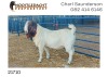 1X BOER GOAT RAM FLOCK Nooitgedacht Dorperstoet - 2