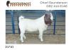 1X BOER GOAT RAM FLOCK Nooitgedacht Dorperstoet - 3