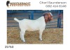 1X BOER GOAT RAM FLOCK Nooitgedacht Dorperstoet