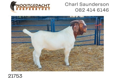 1X BOER GOAT RAM FLOCK Nooitgedacht Dorperstoet