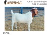 1X BOER GOAT RAM FLOCK Nooitgedacht Dorperstoet - 2