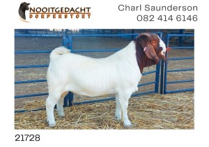 1X BOER GOAT RAM FLOCK Nooitgedacht Dorperstoet