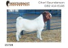 1X BOER GOAT RAM FLOCK Nooitgedacht Dorperstoet - 2