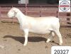 1X WHITE DORPER RAM FLOCK Kasteel Wit Dorperstoet