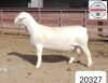 1X WHITE DORPER RAM FLOCK Kasteel Wit Dorperstoet - 2