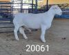 1X WHITE DORPER RAM STUD Kasteel Wit Dorperstoet