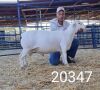 1X WHITE DORPER RAM STUD Kasteel Wit Dorperstoet