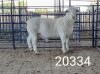 1X WHITE DORPER RAM FLOCK Kasteel Wit Dorperstoet