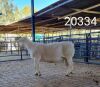 1X WHITE DORPER RAM FLOCK Kasteel Wit Dorperstoet - 2