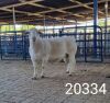 1X WHITE DORPER RAM FLOCK Kasteel Wit Dorperstoet - 3