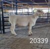 1X WHITE DORPER RAM FLOCK Kasteel Wit Dorperstoet