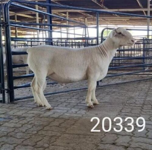 1X WHITE DORPER RAM FLOCK Kasteel Wit Dorperstoet