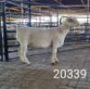 1X WHITE DORPER RAM FLOCK Kasteel Wit Dorperstoet