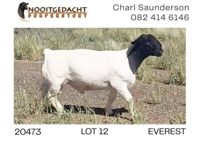 1X DORPER RAM T5 Nooitgedacht Dorperstoet