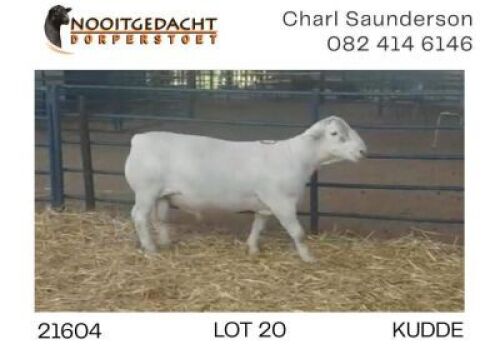 1X WHITE DORPER RAM FLOCK Nooitgedacht Dorperstoet