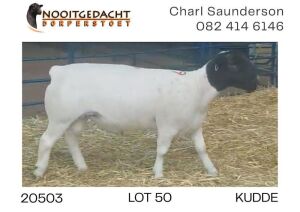 1X DORPER RAM FLOCK Nooitgedacht Dorperstoet