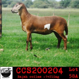 LOT 58 4X MEATMASTER OOIE/EWE COLLEN MEATMASTERS(PER STUK OM LOT TE NEEM/PER PIECE TO TAKE THE LOT)