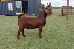 1X KALAHARI RED OOI/EWE PS KARSTEN BOERBOKSTOET