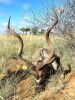 1X KUDU BULL 58 ¾" - 3