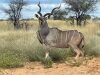 1X KUDU BULL 53" - 2