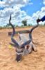 1X KUDU BULL 53" - 3