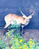 1X LECHWE BULL 29 ½" - 2