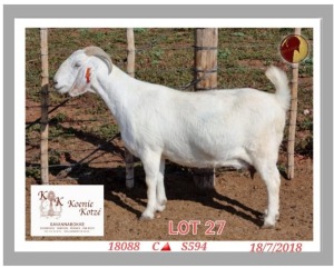 1+2X SAVANNA STUD OOI/EWE KOENIE KOTZE