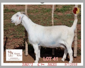 1X SAVANNA STUD OOI/EWE KOENIE KOTZE